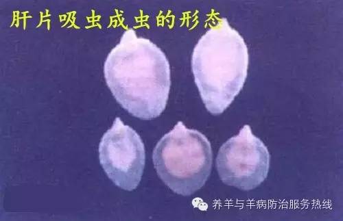 中国最大的养羊基地 中国最大养羊基地：羊儿的乐园，吃货的天堂，环保养殖的典范