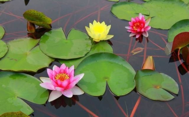 排行上海榜肝胆医院_上海肝胆医院排行榜_上海肝胆医院排名表