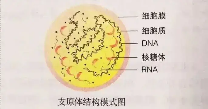 肺炎蛋白_肺炎 c反应蛋白_肺炎c蛋白反应会高吗