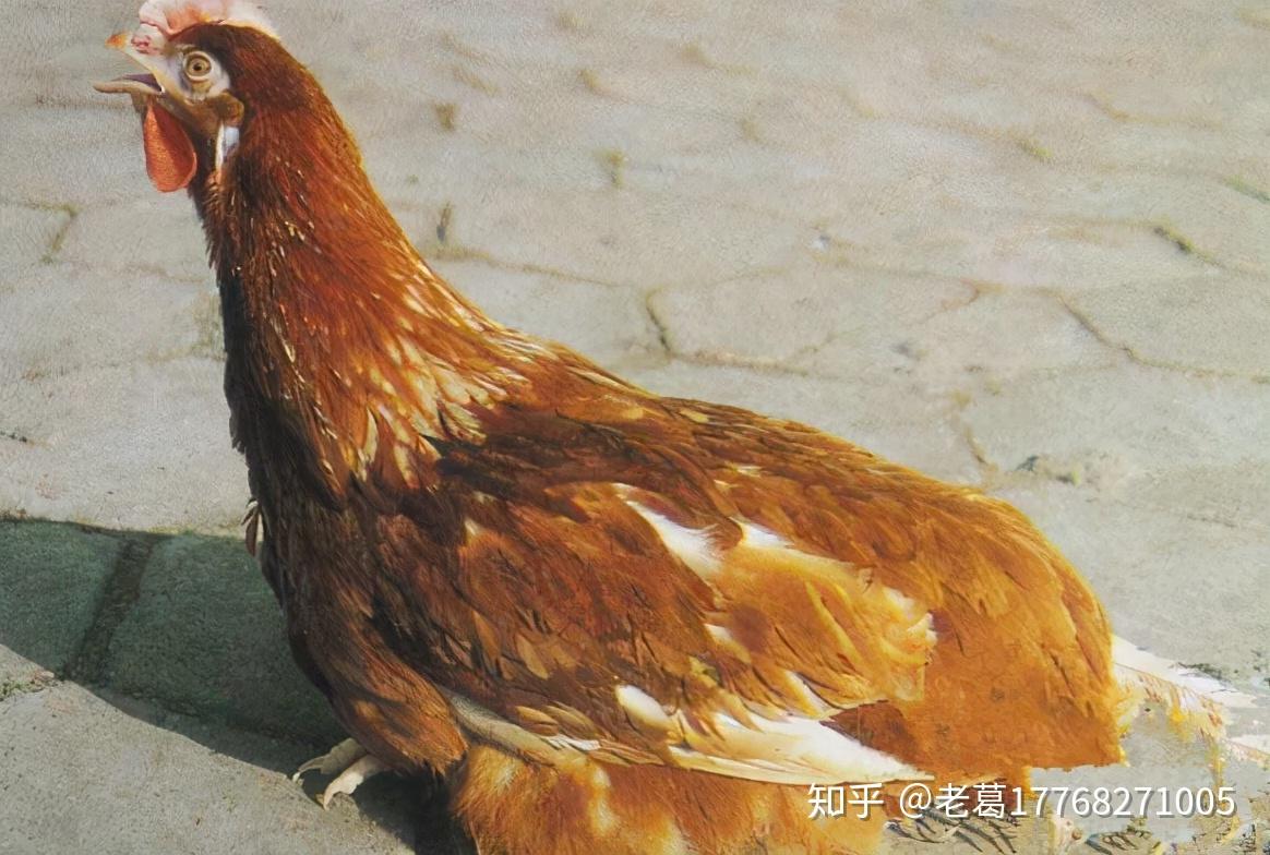 呼吸道合胞病毒感染_感染呼吸道合胞病毒的症状_呼吸道合胞病毒感染会传染吗