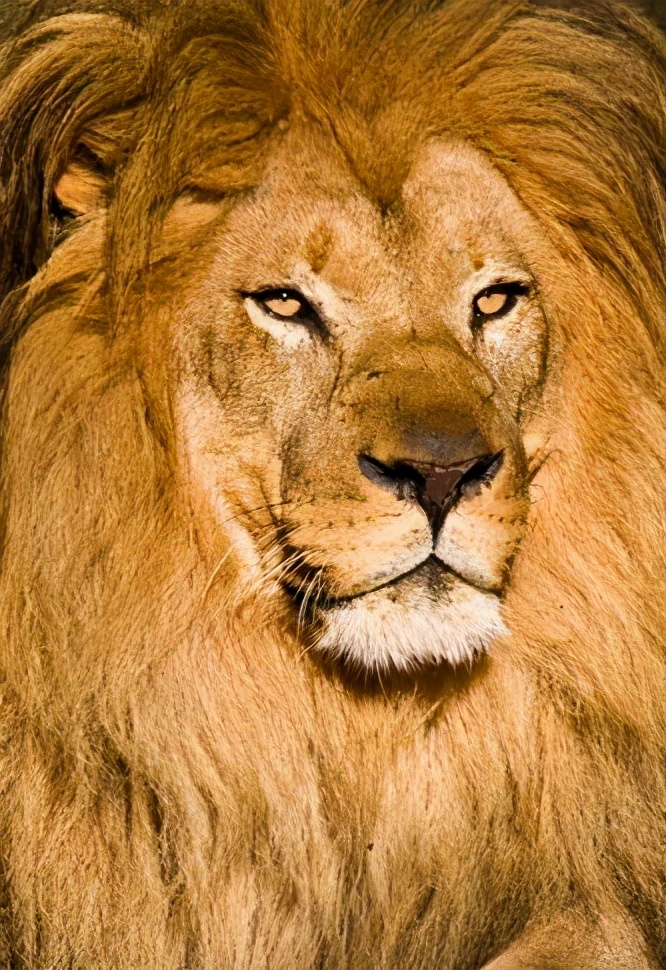 壁纸引擎_壁纸高清手机壁纸_mac os lion壁纸