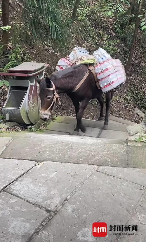 骡子和货物